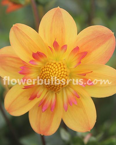 Dahlia Kelsey Annie Joy — 1 tuber - Flowerbulbsrus.com