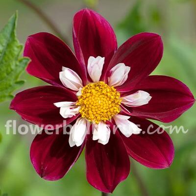 Dahlia Mary Evelyn  — 1 tuber