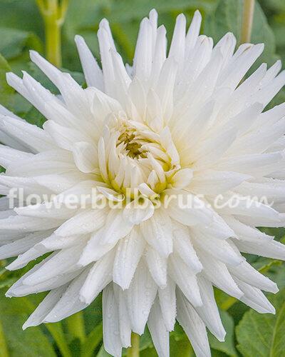 Dahlia My Love — 1 tuber