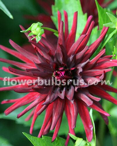 Dahlia Nuit D'ete - 1 tuber