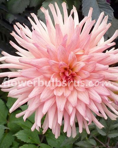 Dahlia Preference — 1 tuber - Flowerbulbsrus.com