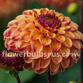 Dahlia Sunny Boy —  1 tuber