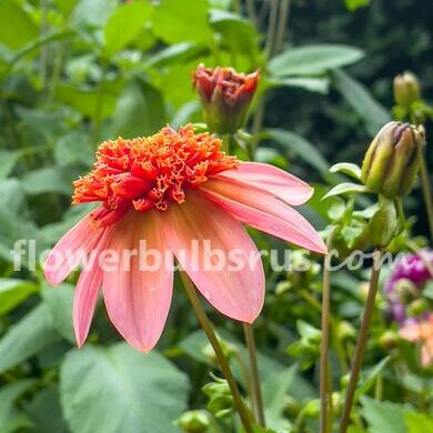 Dahlia Totally Tangerine — 1 tuber - Flowerbulbsrus.com