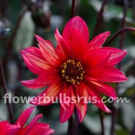 Dahlia Waltzing Mathilda —  1 tuber