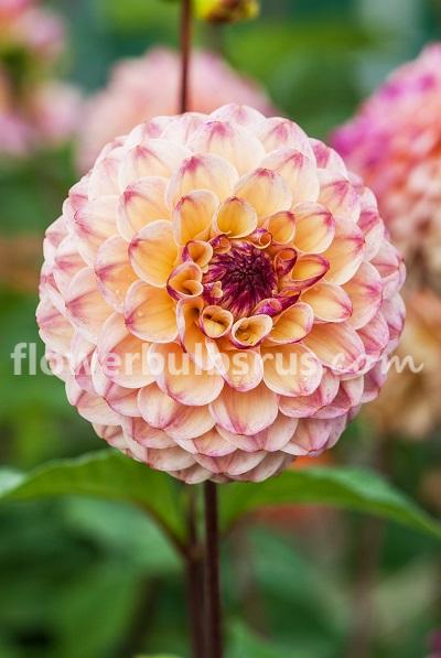 Dahlia Wine Eyed Jill —  1 tuber