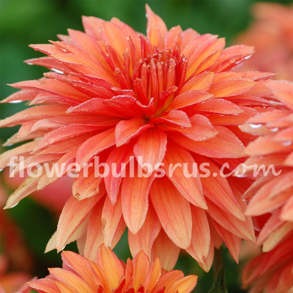 Dahlia Autumn Fairy — 1 tuber