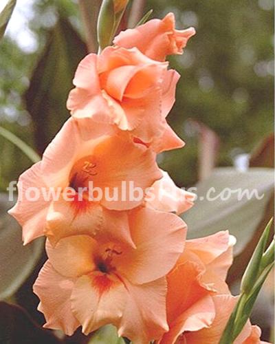 Gladiolus Peter Pears 10 bulbs per package