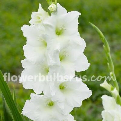 Gladiolus White Prosperity 10 bulbs per package