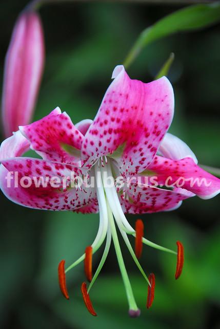 Lily Rubrum 3 bulbs per package