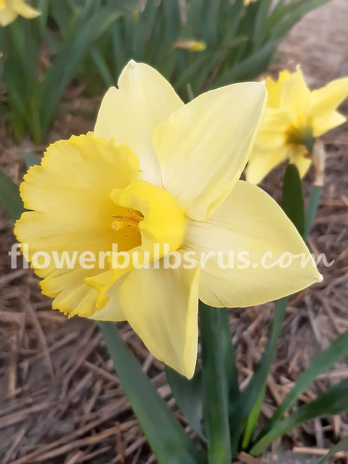 Narcissus Ladea  10 bulbs per package - Flowerbulbsrus.com