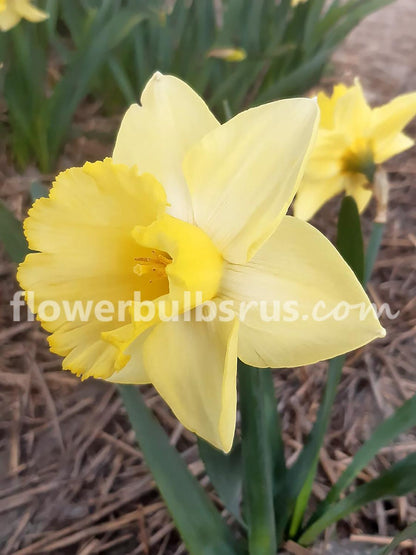 Narcissus Ladea  10 bulbs per package - Flowerbulbsrus.com