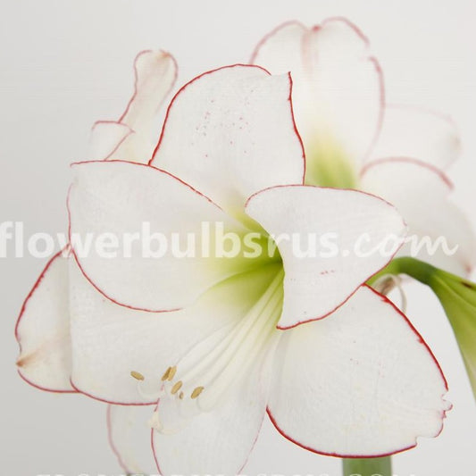 Amaryllis, flower bulbs