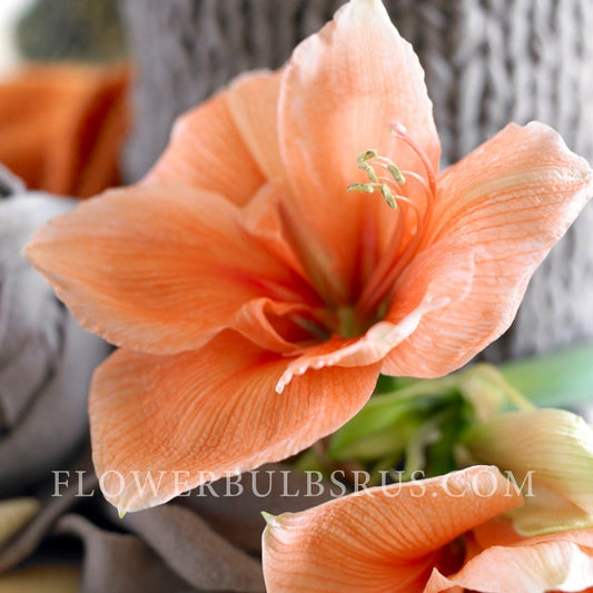 amaryllis, flower bulbs