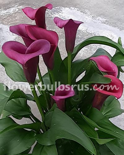 Calla Durban 3 bulbs per package