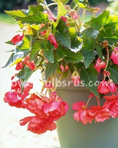 Begonia Pendula Pink 3 bulbs per package