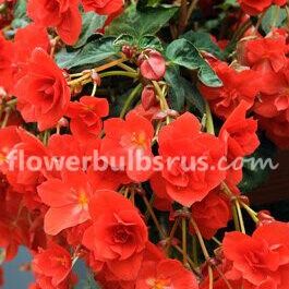 Begonia Pendula Red 3 bulbs per package - Flowerbulbsrus.com