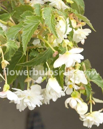 Begonia Pendula White 3 bulbs per package