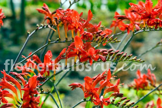 Crocosmia Lucifer  20 bulbs per package