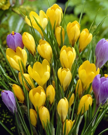 Crocus Golden Yellow (large flowering) 50 per package - Flowerbulbsrus.com