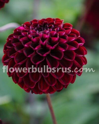 Dahlia Dark Spirit — 1 tuber