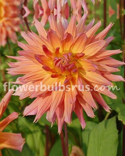 Dahlia Omega — 1 tuber - Flowerbulbsrus.com