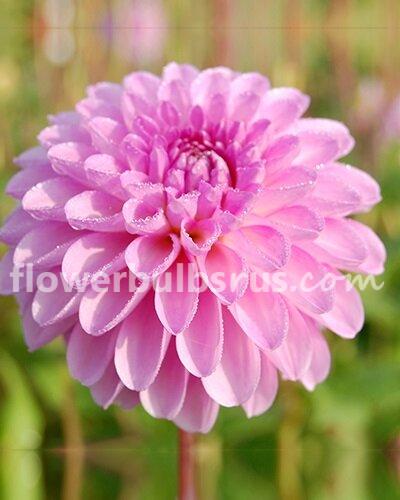 Dahlia Stolze Von Berlin —  1 tuber - Flowerbulbsrus.com