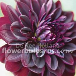 Dahlia Arabian Night — 1 tuber