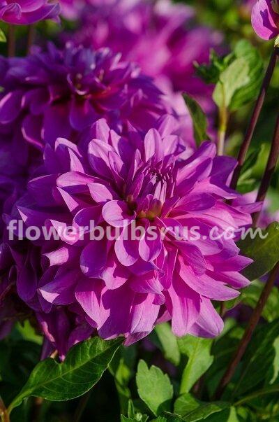 Dahlia Bluetiful — 1 tuber