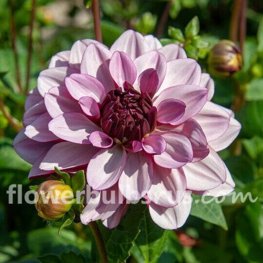 Dahlia Creme de Cassis - 1 tuber - Flowerbulbsrus.com