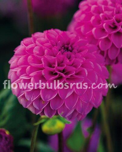 Dahlia Jowey Frambo —  1 tuber