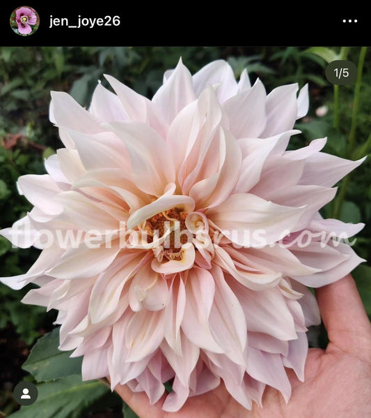 Dahlia Cafe au Lait —  1 tuber - Flowerbulbsrus.com