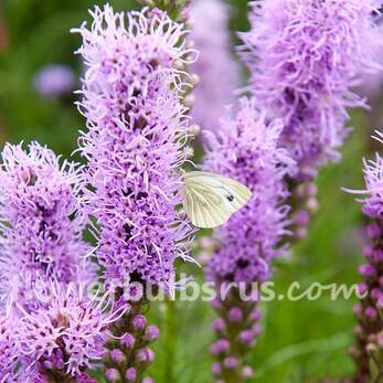 Liatris Spicata 20 bulbs per package