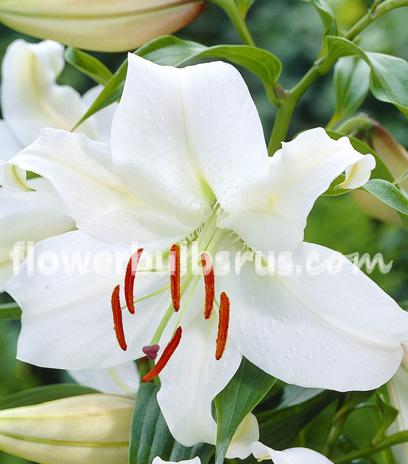 Lily Casablanca 3 per package