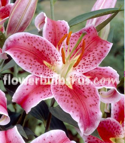 Lily Stargazer 3 per package