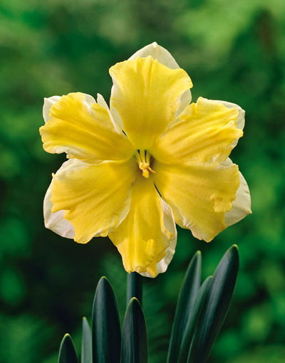 Narcissus Cassata  10 per package