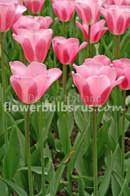 Tulip Mistress  20 per package